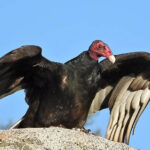 Turkey Vultures: Nature’s cleanup crew