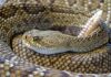 Myths and facts about rattlesnakes and their bites
