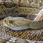 Myths and facts about rattlesnakes and their bites
