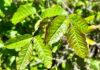 Poison oak is beautiful to look at – just don’t touch it, advises California Poison Control System