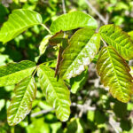 Poison oak is beautiful to look at – just don’t touch it, advises California Poison Control System