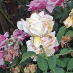 How to care for roses in summer time