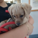 Paws, purrs, and prevention: Anza pets get free rabies shots at Helping Paws Animal Hospital June 7