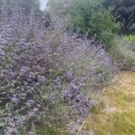 Gardening with warmer climates in California