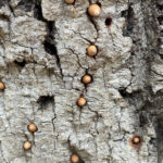 Get your summer fun photos in the newspaper