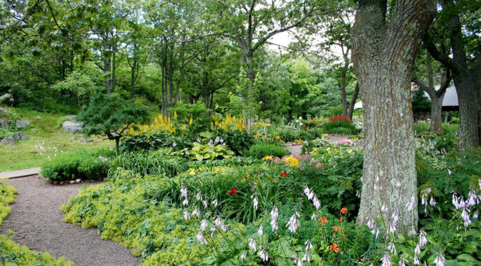 Backyard Aromatherapy: How to Design a Fragrant Garden