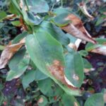 Rose Care FUNdamentals for July 2025