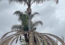 The bugs are coming; the bugs are coming