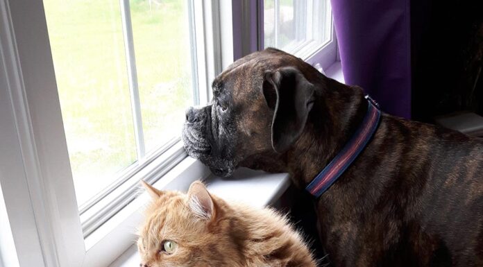 5 facts pet parents need to know about protecting pets from heartworms