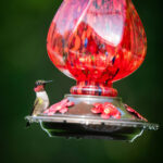 Feathered friends: How to attract birds to the garden