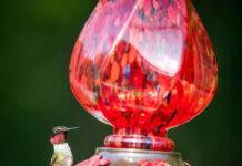 Feathered friends: How to attract birds to the garden