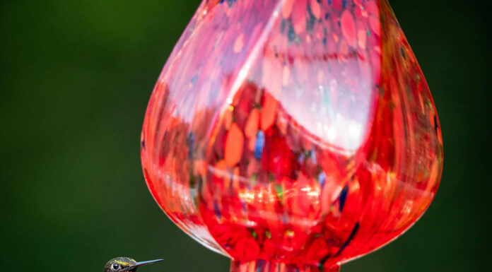 Feathered friends: How to attract birds to the garden