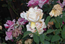 Rose Care FUNdamentals for August 2025