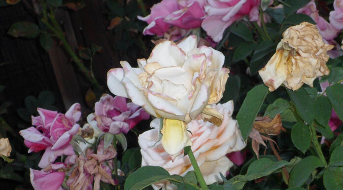 Rose Care FUNdamentals for August 2025