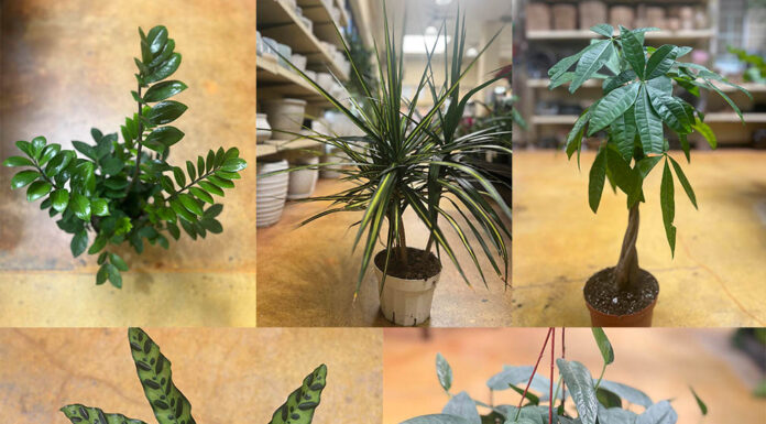Five must-have summer houseplants for your SoCal home