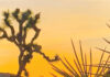 The soul-stirring lure of Joshua Tree National Park