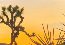The soul-stirring lure of Joshua Tree National Park