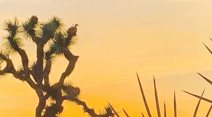 The soul-stirring lure of Joshua Tree National Park