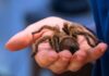 Tarantula mating season begins across Southern California hillsides