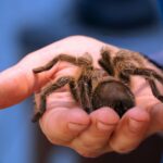 Tarantula mating season begins across Southern California hillsides