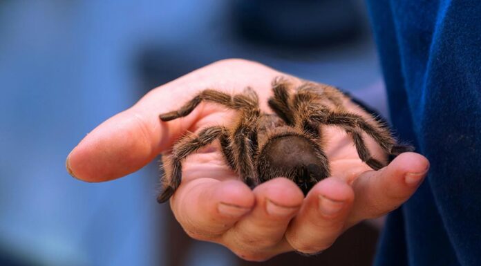 Tarantula mating season begins across Southern California hillsides