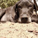 Valley News Photo contest #5 Summer Tails