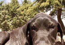 Valley News Photo contest #5 Summer Tails