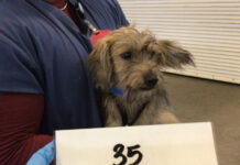 From shelter dog to silver screen: Riverside County alum inspires Superman’s sidekick