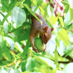 When the fruit disappears: Local residents battle critters, thieves, and heartbreak in backyard harvest season