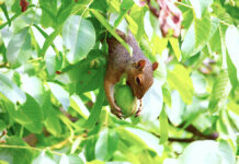 When the fruit disappears: Local residents battle critters, thieves, and heartbreak in backyard harvest season