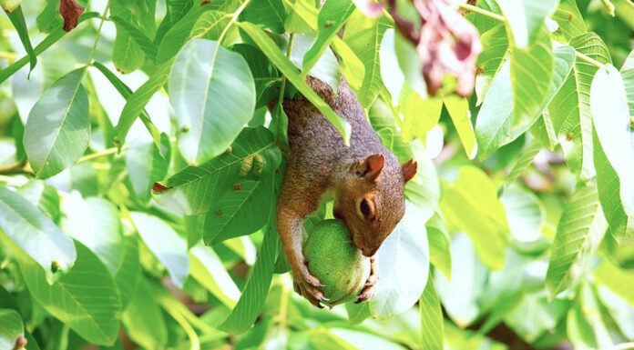 When the fruit disappears: Local residents battle critters, thieves, and heartbreak in backyard harvest season