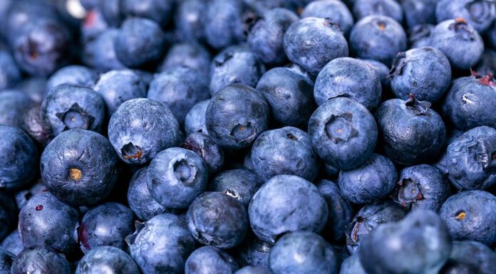 Wild blueberries linked to improved blood vessel function and memory in older adults