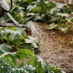 August gardening tips for Southern California: Keep your garden thriving in the summer heat