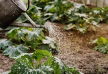 August gardening tips for Southern California: Keep your garden thriving in the summer heat