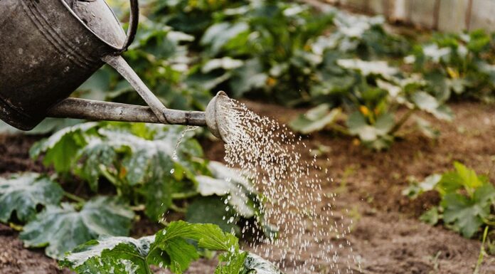 August gardening tips for Southern California: Keep your garden thriving in the summer heat