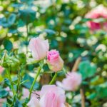 Rose Care FUNdamentals for September 2025