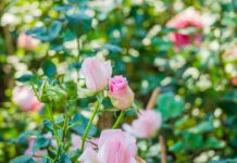 Rose Care FUNdamentals for September 2025