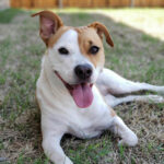 Riverside County Animal Services launches pre-adoption program to help dogs find homes faster