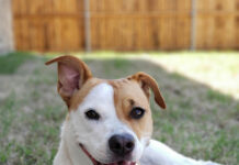 Riverside County Animal Services launches pre-adoption program to help dogs find homes faster