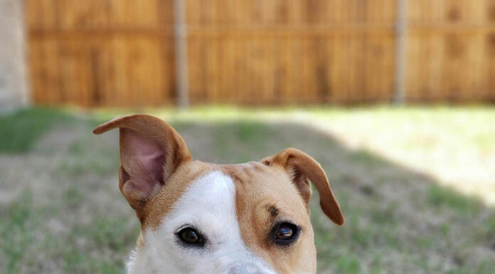 Riverside County Animal Services launches pre-adoption program to help dogs find homes faster