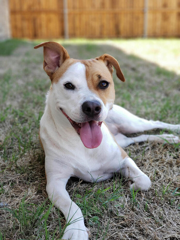 09-12-25-REGIONAL-DIBS program helps dogs find homes faster-Cphoto