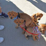 Sacred Heart Catholic Church to host prayers for pets at Blessing of the Animals ceremony Oct. 4