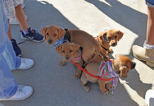 Sacred Heart Catholic Church to host prayers for pets at Blessing of the Animals ceremony Oct. 4