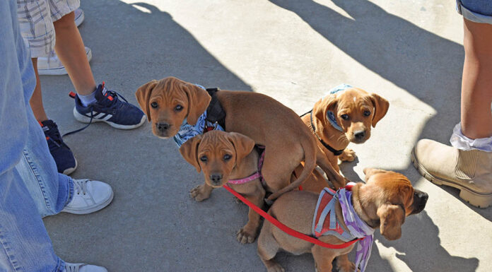 Sacred Heart Catholic Church to host prayers for pets at Blessing of the Animals ceremony Oct. 4