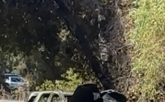 Fatal accident investigated as possible homicide