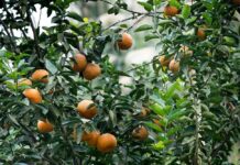 Prune, plant, and prepare: September tasks for the garden