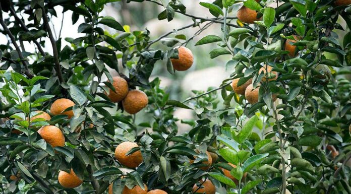 Prune, plant, and prepare: September tasks for the garden