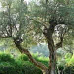 The 10 best drought-tolerant trees for your landscape