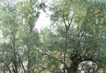 The 10 best drought-tolerant trees for your landscape