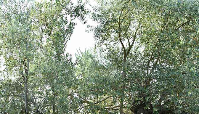 The 10 best drought-tolerant trees for your landscape